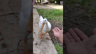 Download lagu memberi makan bebek putih lucu #shortvideo #duck #bebek mp3
