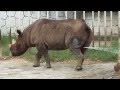 Rhino Urine Marking