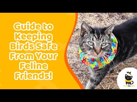 Keep Birds Safe From Your Feline Friends! A Purr-fect Guide | Birdsbesafe