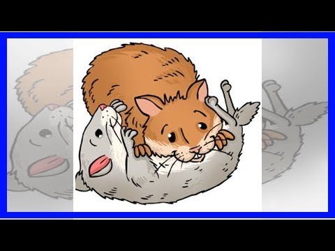 Why do hamsters fight each other?