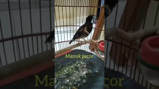 Download lagu burung anis macan/ ampenan gacor ngerol.. 👍 mp3 Download lagu burung anis macan/ ampenan gacor ngerol.. 👍 mp3