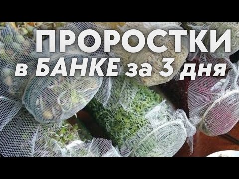 , title : 'Ростки за 3 дня  в банке ! простая  пошаговая технология проращивания Зеленый шеф  микрозелень'