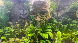 Head On the Desk Aquarium