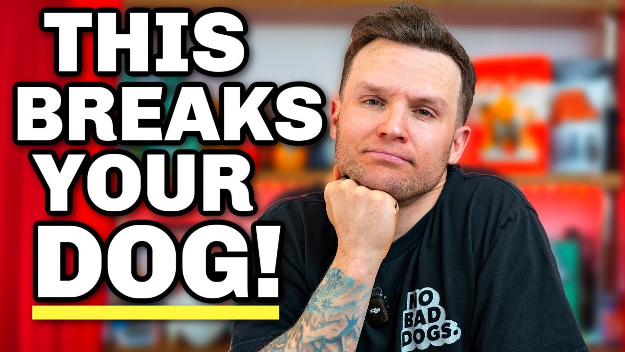 Never correct your dog.