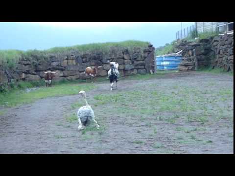 Corrida de Boleadeira com Ema de Pelucia