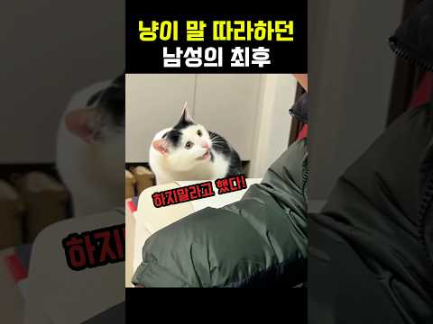 고양이 말을 함부로 따라하던 남성의 최후 #고양이 #냥이 #야옹이 #냥펀치