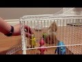Choo Choo Training Shorty Vlogs 2