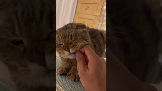 急におこりんぼうスイッチが入っちゃうねこ #cat #ねこ #猫 #ねこのいる生活 #スコティッシュフォールド