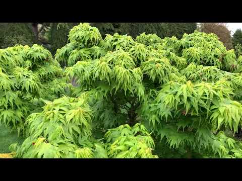 Acer palmatum ...