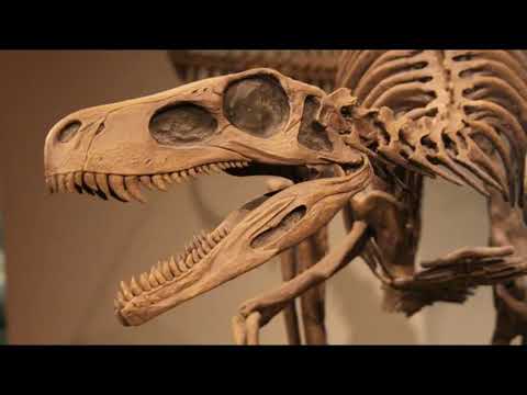 FAHAMU KUHUSU MJUSI WA LINDI 🦖🦖🦖🦕