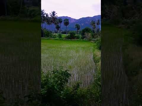 #travel #nature #malayalam #tamil #love #goundamani #senthil #viralreels #comedy #adventure