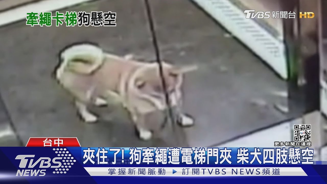 夾住了!狗牽繩遭電梯門夾 柴犬四肢懸空