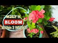 Make Your Crown of Thorns Plant BLOOM Only in 3 WEEKS// Euphorbia Milii Plant Care