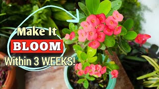 Make Your Crown of Thorns Plant BLOOM Only in 3 WEEKS// Euphorbia Milii Plant Care