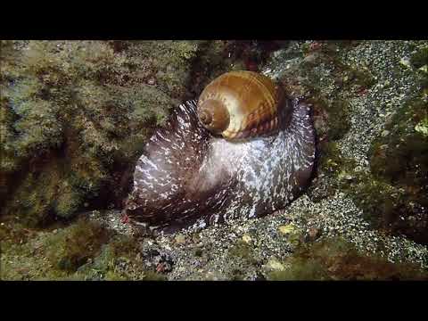 Caracola barril
