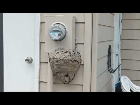Huge Bald Faced Hornet's Nest Found on the Home in Holmdel, NJ