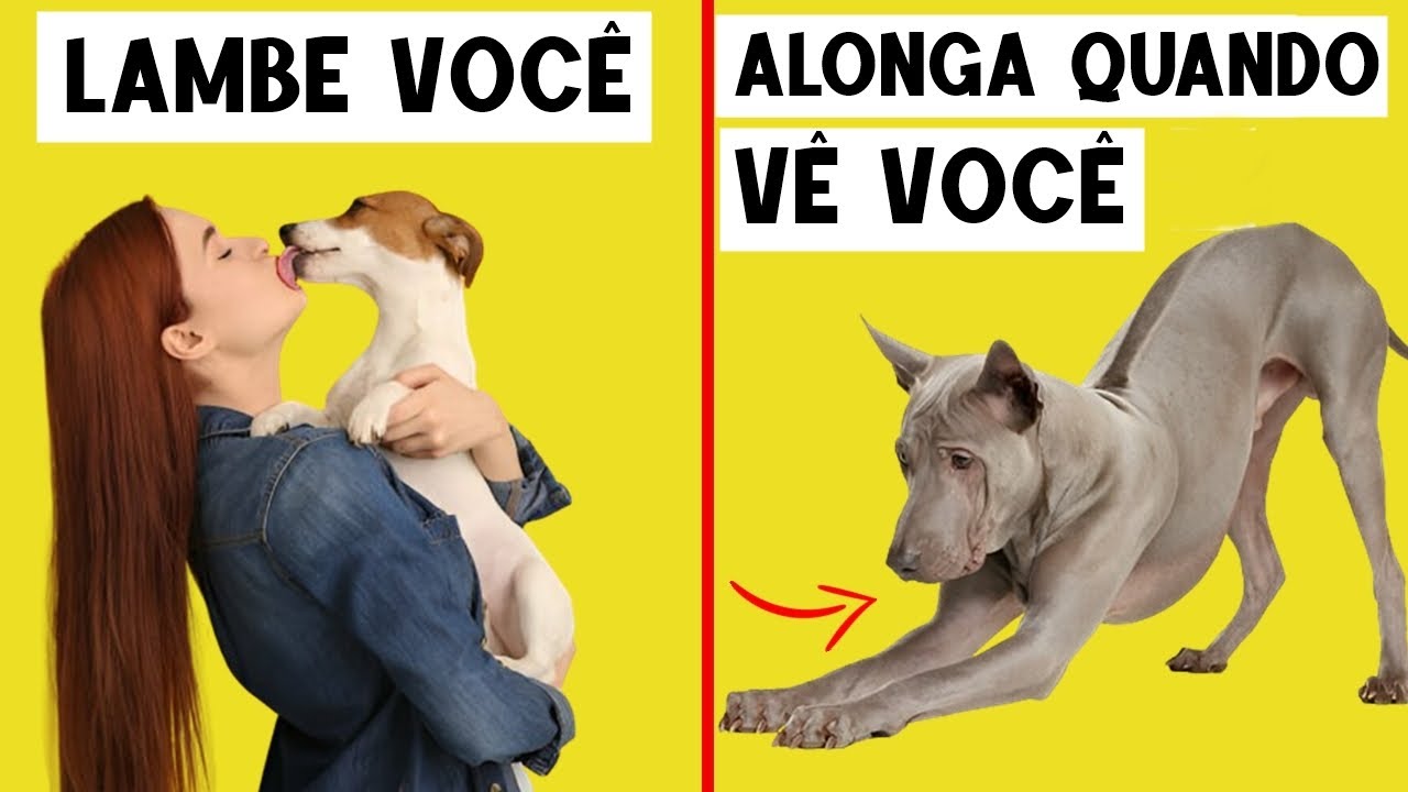 15 Comportamentos de Cão Explicados – Por Que Seu Cachorro Faz Isso!