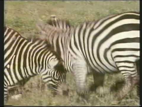 BBC "TWO" | continuity | 10th April 1986 | Part 1 of 2