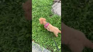 たんぽぽムシャムシャ