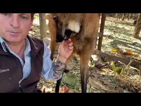 Você sabia que o lobo-guará come frutas?