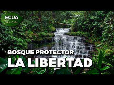 Ecuaterra🌱 Sucumbíos: Bosque La Libertad, refugio de aves y mamíferos de la Amazonía | Ecuavisa
