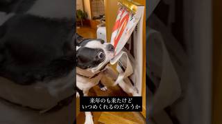 日めくりカレンダーめくる犬いると日付けバグる #ボストンテリア #マルタ