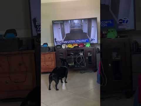 My dog hates p diddy.@abc7NY #dogs #blacklabs #pdiddy