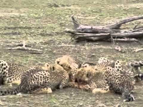 Mashatu Game Reserve - Cheetah cubs eating
