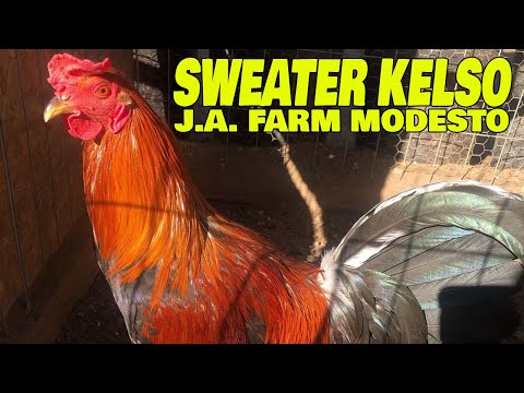 Beautiful Sweater Kelso J.A. FARM MODESTO - Farm Visit