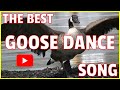 Canada Geese Dance Song - Branta canadensis - Mother Goose
