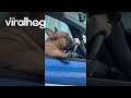 French Bulldog Passenger Sits With Some Serious Swag || ViralHog