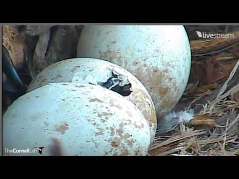 Red-Tailed Hawk. Ithaca NY - 04/21/13  Hatch has started Pt.2