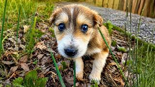 We Rescued a Lonely Puppy