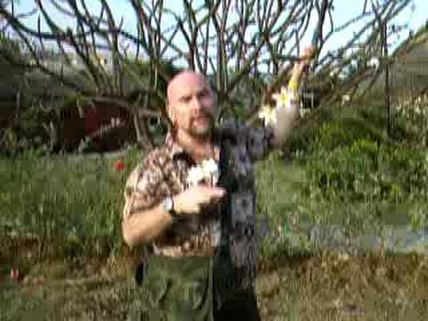 Neville on the Level and Plumeria flowers!