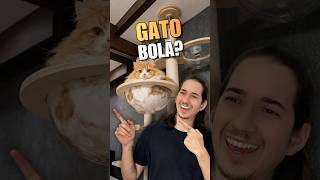 Que raça é essa de gato bola?