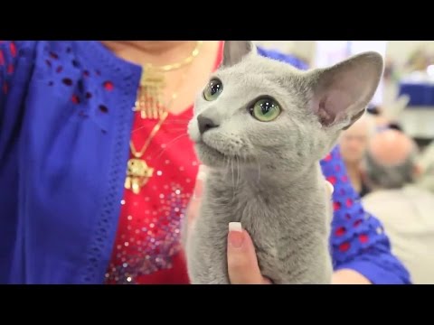 Is a Russian Blue the Right Cat for You?