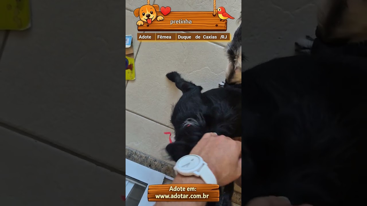 Cachorro raça SRD-ViraLata idade 1 ano nome pretinha