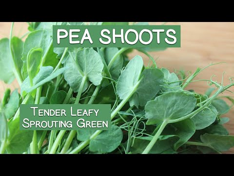 , title : 'Pea Shoots, A Tender Leafy Sprouting Green'