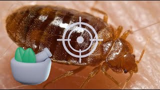 KILL Bed Bugs QUICKLY: 7 Effective HOME REMEDIES