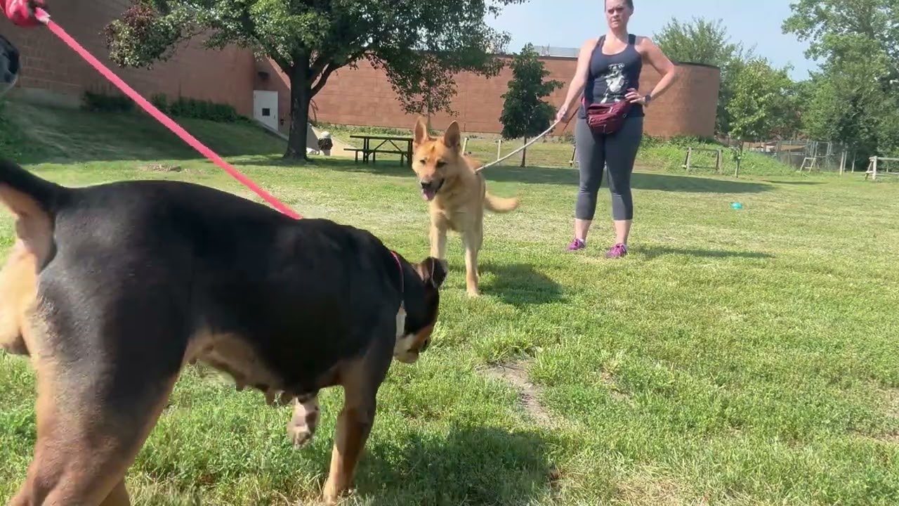 Fefe's Leash Test