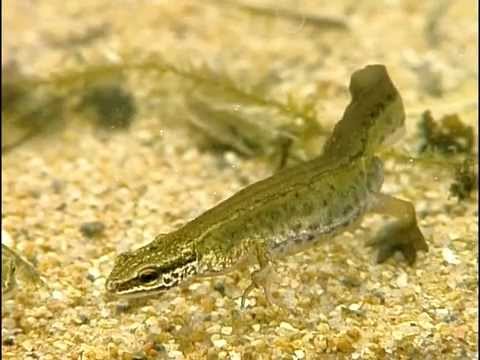 Le Triton et la Salamandre - documentaire animalier