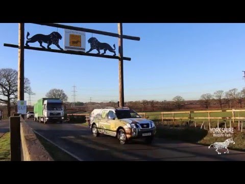 Nobby Arrives at YWP