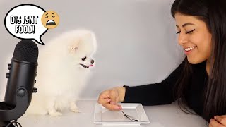 My Dog Reacts to Me Eating Invisible Food Challenge | I'm a bad hooman, and deserve what I got!