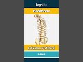 backbone - columna vertebral video thumbnail