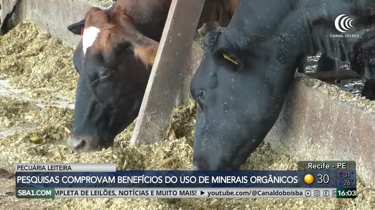 Pesquisas comprovam benefício do uso de minerais na pecuária leiteira