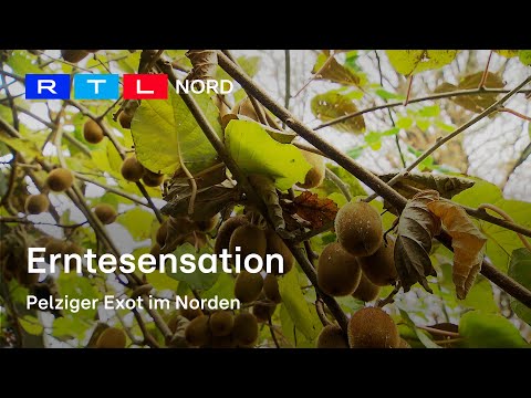 Kiwis aus dem eigenen Garten - Anbautipps für eine gute Ernte