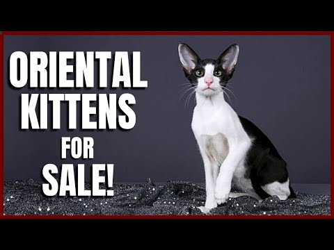 Oriental Kittens for Sale!