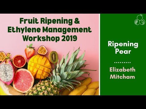 Fruit Ripening and Ethylene Workshop | Ripening Pear | Elizabeth Mitcham