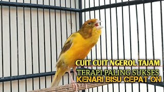 Download lagu kenari gacor panjang Cuit Cuit EMOSI, Pancingan Kenari Paud Belajar Bunyi, terapi AMPUH Kenari MACET mp3 Download lagu kenari gacor panjang Cuit Cuit EMOSI, Pancingan Kenari Paud Belajar Bunyi, terapi AMPUH Kenari MACET mp3