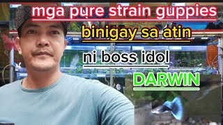 MGA BAGONG PURE STRAIN GUPPIES